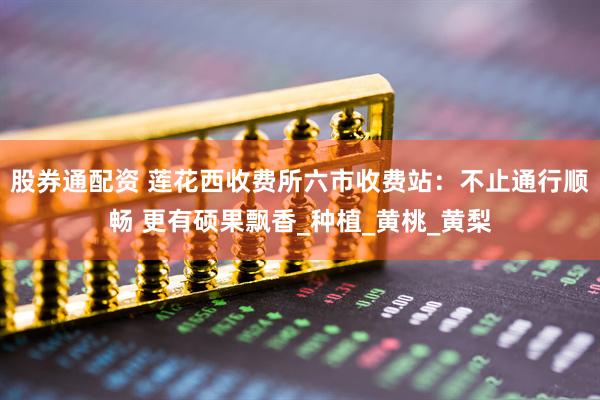 股券通配资 莲花西收费所六市收费站：不止通行顺畅 更有硕果飘香_种植_黄桃_黄梨